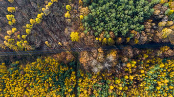 CTP continues active role in restoring forest biodiversity with purchase of 460 hectares of forest near Zlín