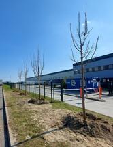 Prologis plants trees for a healthier world in Hungary