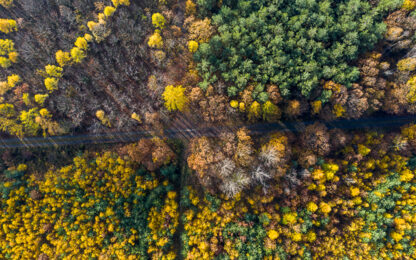CTP continues active role in restoring forest biodiversity with purchase of 460 hectares of forest near Zlín