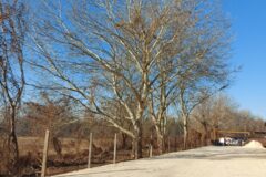 Warehouses to let in SL Ipari Park